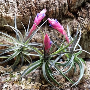 Aeranthos Purple Air Plants Tillandsia, Air Plant, Indoor Plant, House Plant, Terrarium Plant, Easy Care Plant, Bromeliad. image 1