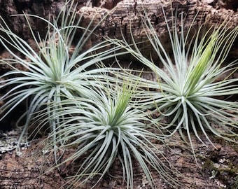 Magnusiana Air Plant - Tillandsia, Air Plant, Indoor Plant, House Plant, Terrarium Plant, Easy Care Plant, Office Plant, Succulents.