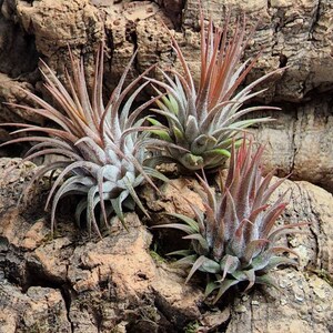 Ionantha Rosita Air Plants - Tillandsia, Air Plant, Indoor