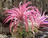 Rubra Air Plants - Tillandsia, Air Plant, Indoor Plant, House Plant, Easy Care Plant, Office Plant, Terrarium Plant, Bromeliad, Succulents