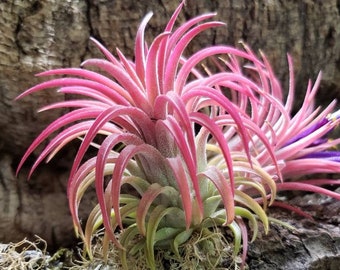 Pick Your Size Rubra Air Plants - Color Changing Green or Pink Tillandsia, Indoor or Outdoor Easy Care Houseplant