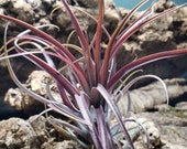 Extensa Air Plants - Tillandsia, Air Plant, Indoor Plant, House Plant, Terrarium Plant, Easy Care Plant, Bromeliad, Succulents