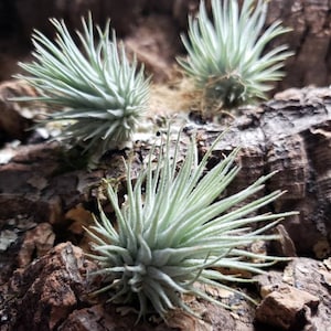 2.5" Fuchsii var. Fuchsii (Mexico) Air Plants - Tillandsia, Air Plant, Indoor Plant, House Plant, Terrarium Plant, Easy Care Plant
