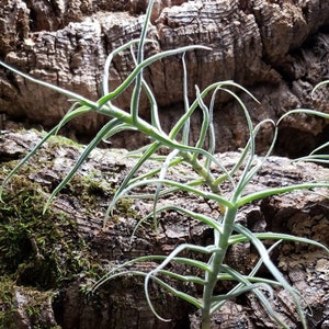 Paleacea Air Plants - Tillandsia, Air Plant, Indoor Plant, House Plant, Terrarium Plant, Easy Care Plant, Bromeliad, Succulents.