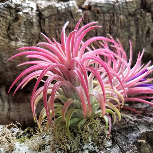 Pick Your Size Rubra Air Plants - Color Changing Green or Pink Tillandsia, Indoor or Outdoor Easy Care Houseplant