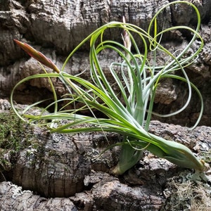 Balbisiana Air Plants - Tillandsia, Air Plant, Indoor Plant, House Plant, Terrarium Plant, Easy Care Plant, Bromeliad, Succulents.