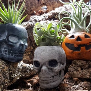 Skull Air Plant holders - succulent planter, air plant holder, skull planter, Pumpkin Pot, Skull Pot, White Skull Planter, Pumpkin.