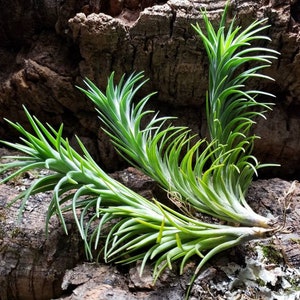 Araujei Bronze Air Plants - Tillandsia, Air Plant, Indoor Plant, House Plant, Terrarium Plant, Easy Care Plant, Bromeliad, Succulents