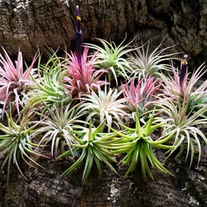 Mini Rubra Air Plants - Tillandsia, Air Plant, Indoor Plant, House Plant, Terrarium Plant,  Easy Care Plant, Bromeliad, Succulents.