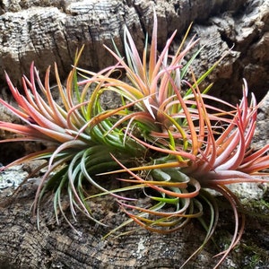 Tillandsia Victoriana Air Plants - Tillandsia, Air Plant, Indoor Plant, House Plant, Terrarium Plant, Easy Care Plant, Bromeliad, Succulents
