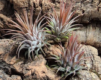 Ionantha Rosita Air Plants - Tillandsia, Air Plant, Indoor Plant