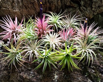Rubra Air Plants - 1.5-2
