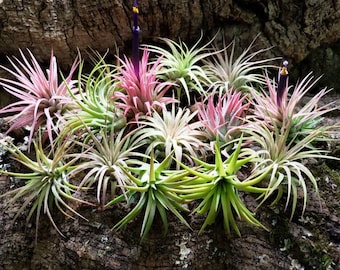 Mini Rubra Air Plants Tillandsia, Air Plant, Indoor Plant, House Plant,  Terrarium Plant, Easy Care Plant, Bromeliad, Succulents. 