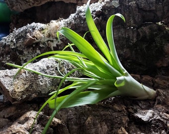 Flabelatta Air Plants - Tillandsia, Air Plant, Indoor Plant, House Plant, Terrarium Plant, Easy Care Plant, Office Plant, Succulents.