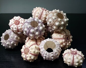 Sea Urchin Shell Etsy