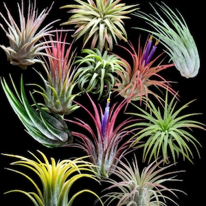 May include: A collection of air plants, Tillandsia, in various shapes and colors. The plants range from green to pink and yellow, with spiky leaves and a unique, textured appearance. The background is solid black, highlighting the plants' details.