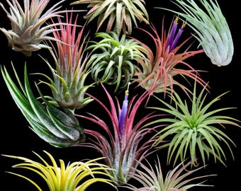 Tillandsia bulbosa Tiny Dancer 速達発送 Tillandsia bulbosa Tiny Dancer - Davis Farms Wholesale