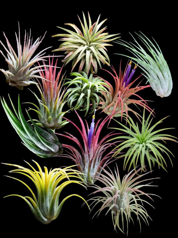 Ionantha Air Plant 3-pack: Easy Care Tillandsia Indoor Plants - Etsy