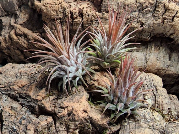 Ionantha Rosita Air Plants - Tillandsia, Air Plant, Indoor Plant