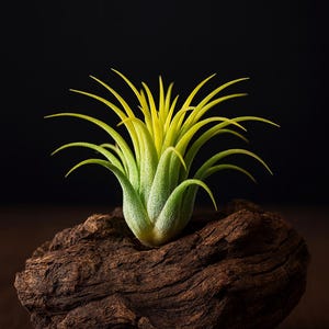 Plants Druid - Etsy