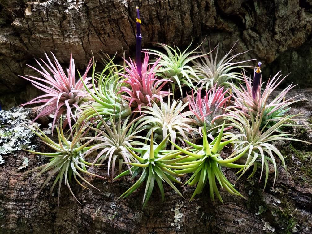 10 Pack Air Plants - 1.5 - 2" Green or Pink Ionantha Rubra - Etsy
