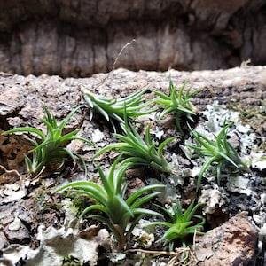 Neglecta Mini Air Plants Tillandsia, Air Plant, Indoor Plant, House Plant, Terrarium Plant, Easy Care Plant, Bromeliad, Succulents. image 4