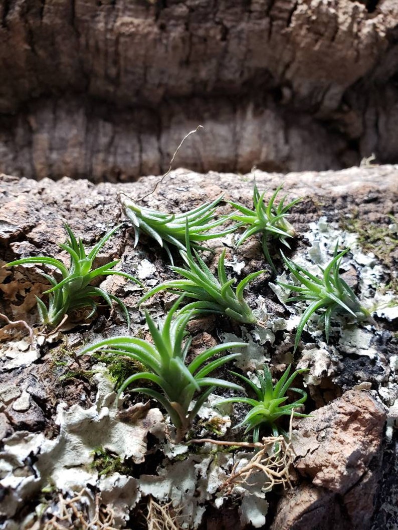 Neglecta Mini Air Plants Tillandsia, Air Plant, Indoor Plant, House Plant, Terrarium Plant, Easy Care Plant, Bromeliad, Succulents. image 4