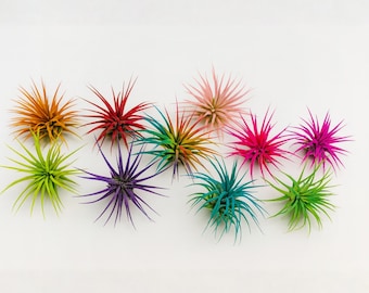Air Plants - Etsy