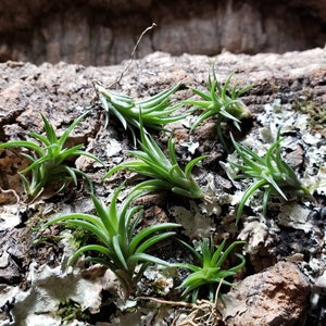 Neglecta Mini Air Plants Tillandsia, Air Plant, Indoor Plant, House Plant, Terrarium Plant, Easy Care Plant, Bromeliad, Succulents. image 6