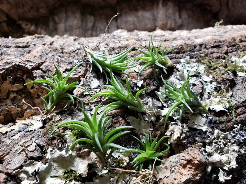 Neglecta Mini Air Plants Tillandsia, Air Plant, Indoor Plant, House Plant, Terrarium Plant, Easy Care Plant, Bromeliad, Succulents. image 6