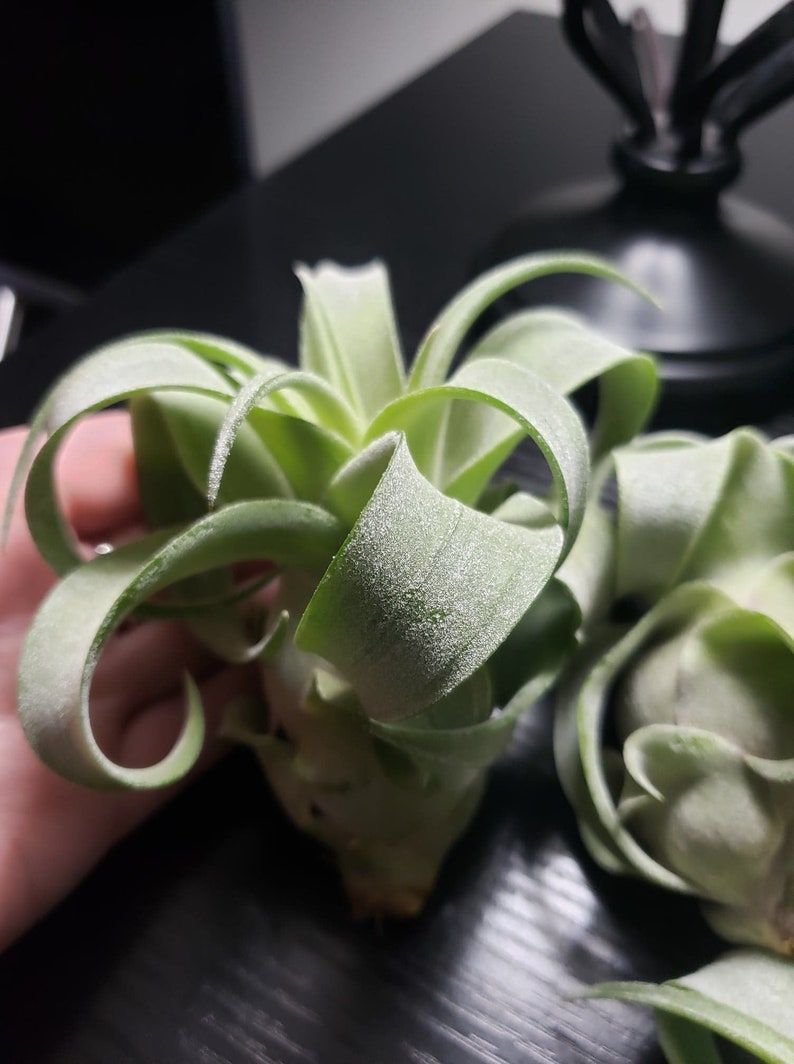 Streptophylla Medium Air Plants --- Tillansdia House Plant Indoor Plant Terrarium Easy Care Plant Succulent.