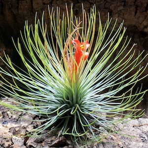 3-4" Andreana Air Plant - Soft Feathery Leaves With Unique Round Shape And Orange Bloom