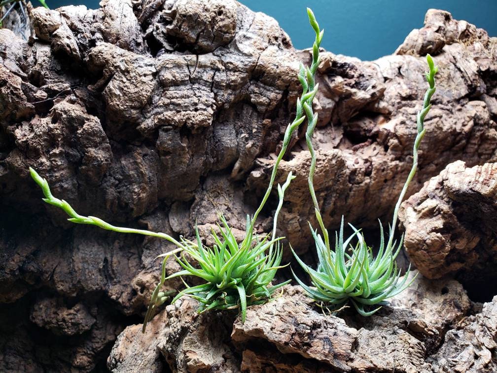Loliacea Air Plant Clump: Miniature Tillandsia Terrarium Plant - Etsy