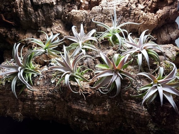 Mini Rubra Air Plants Tillandsia, Air Plant, Indoor Plant, House