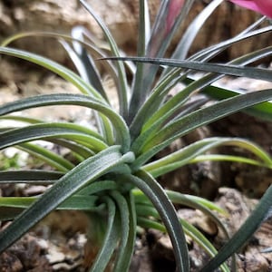 Aeranthos Purple Air Plants Tillandsia, Air Plant, Indoor Plant, House Plant, Terrarium Plant, Easy Care Plant, Bromeliad. image 2