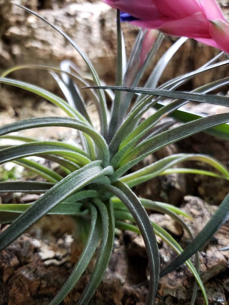 Aeranthos Purple Air Plants Tillandsia, Air Plant, Indoor Plant, House Plant, Terrarium Plant, Easy Care Plant, Bromeliad. image 2