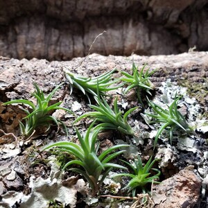 Neglecta Mini Air Plants Tillandsia, Air Plant, Indoor Plant, House Plant, Terrarium Plant, Easy Care Plant, Bromeliad, Succulents. image 7