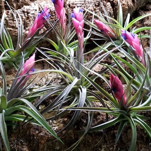 Aeranthos Purple Air Plants Tillandsia, Air Plant, Indoor Plant, House Plant, Terrarium Plant, Easy Care Plant, Bromeliad. image 8