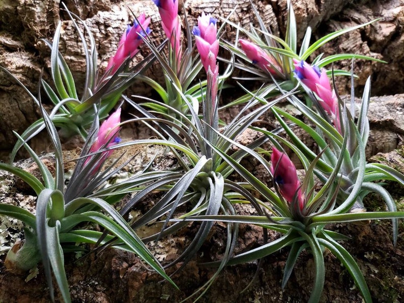 Aeranthos Purple Air Plants Tillandsia, Air Plant, Indoor Plant, House Plant, Terrarium Plant, Easy Care Plant, Bromeliad. image 8