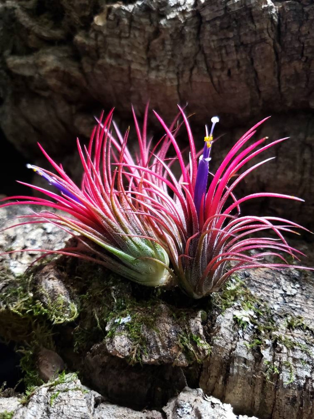 Ionantha Fuego Air Plant – Vibrant Pink Tillandsia, Easy Care