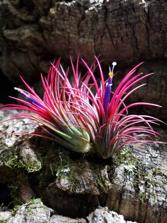 Ionantha Fuego Air Plant – Vibrant Pink Tillandsia, Easy Care