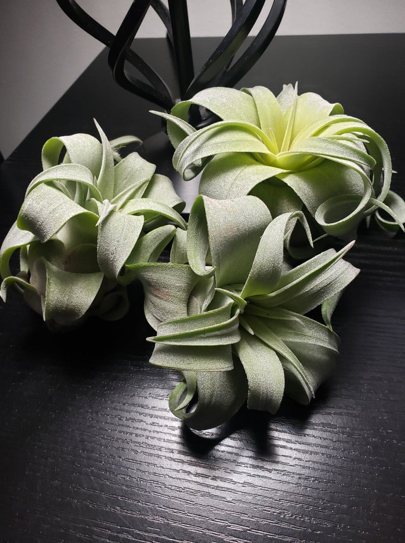 Streptophylla Medium Air Plants --- Tillansdia House Plant Indoor Plant Terrarium Easy Care Plant Succulent.