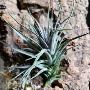 Aeranthos Purple Air Plants Tillandsia, Air Plant, Indoor Plant, House Plant, Terrarium Plant, Easy Care Plant, Bromeliad. image 9