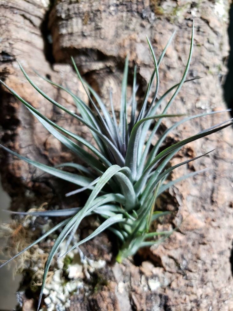 Aeranthos Purple Air Plants Tillandsia, Air Plant, Indoor Plant, House Plant, Terrarium Plant, Easy Care Plant, Bromeliad. image 9