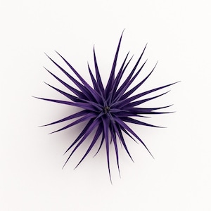 May include: A vibrant purple air plant, Tillandsia, with long, spiky leaves radiating from a central point. The plant is set against a clean white background, showcasing its unique, star-like form. This plant is a striking addition to any home decor.