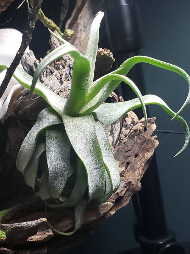 Streptophylla Mini Air Plants Tillandsia Air Plant Indoor