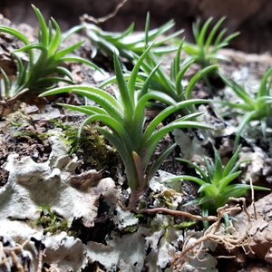 Neglecta Mini Air Plants Tillandsia, Air Plant, Indoor Plant, House Plant, Terrarium Plant, Easy Care Plant, Bromeliad, Succulents. image 9