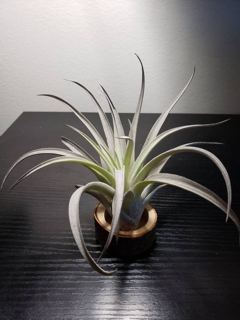 Harrisii Air Plants Tillandsia Air Plant Indoor Plant Etsy