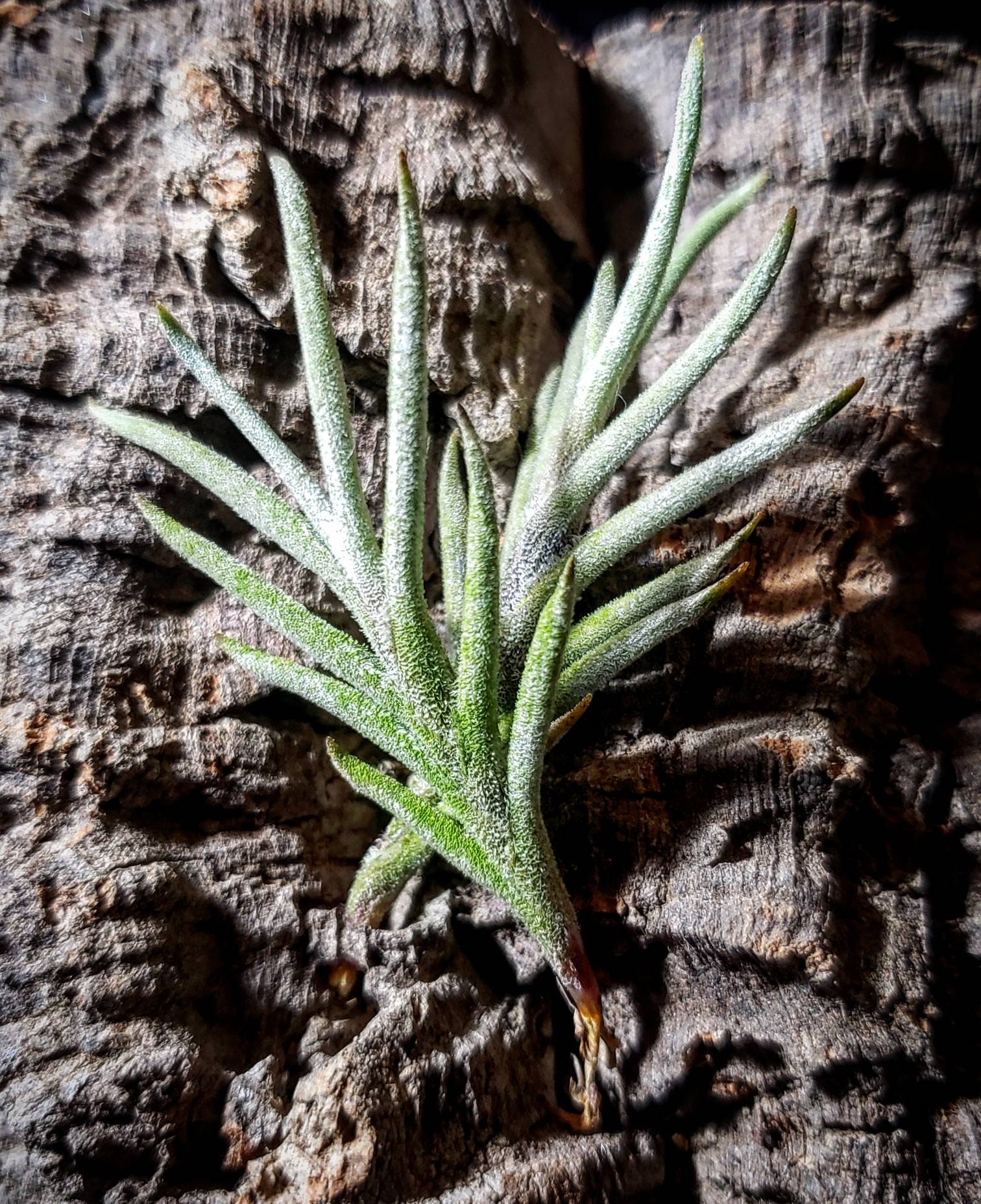 Tillandsia Capillaris Rose Air Plants - Tillandsia, Air Plant 