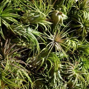 Ionantha 3 for 1 Deal Air Plants Tillandsia, Air Plant, Indoor Plant, House Plant, Easy Care Plant, Office Plant, Terrarium Plant imagem 4